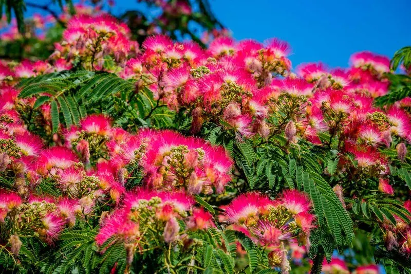 Acacia Constantinopla