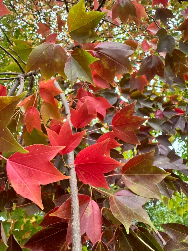 Acer Bergeriano