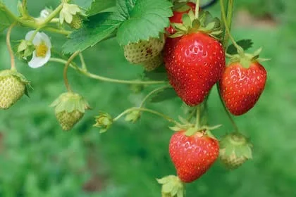 Frutilla