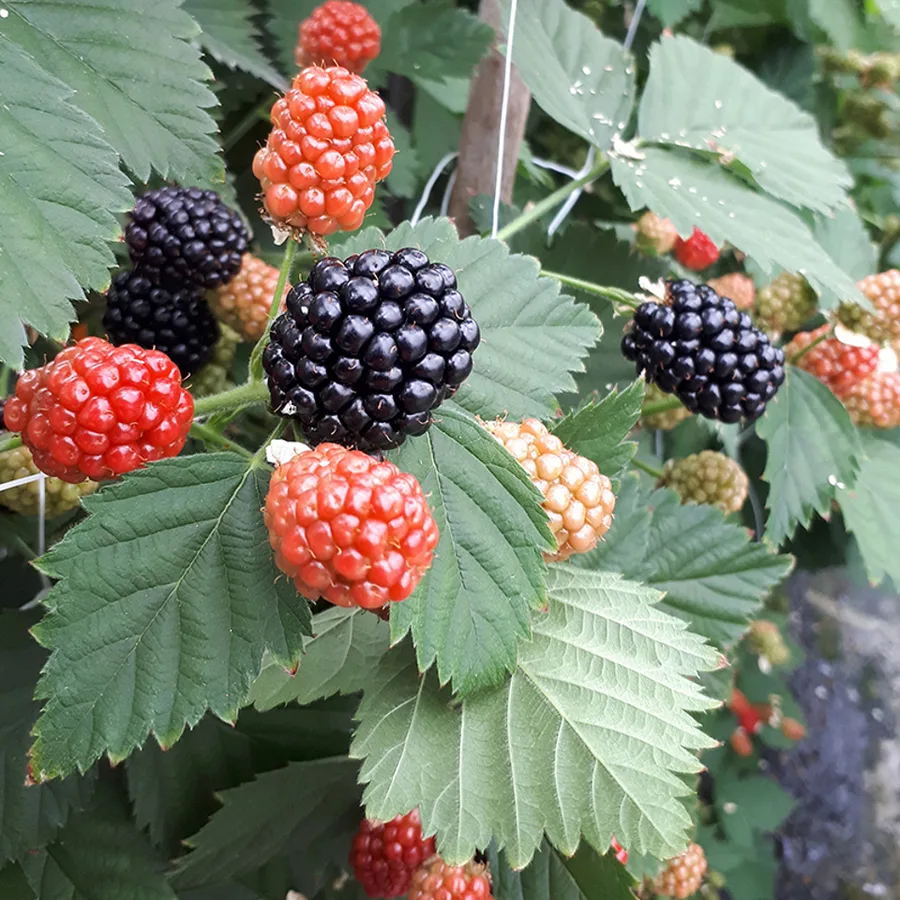 Mora (arbusto)