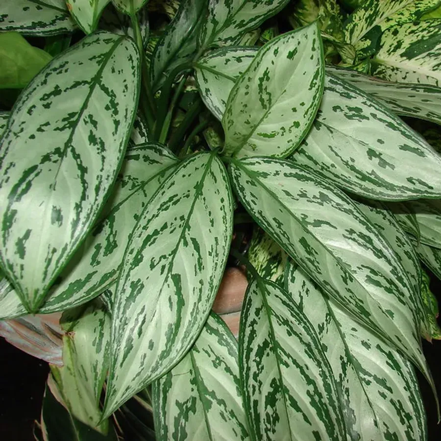 Aglaonema