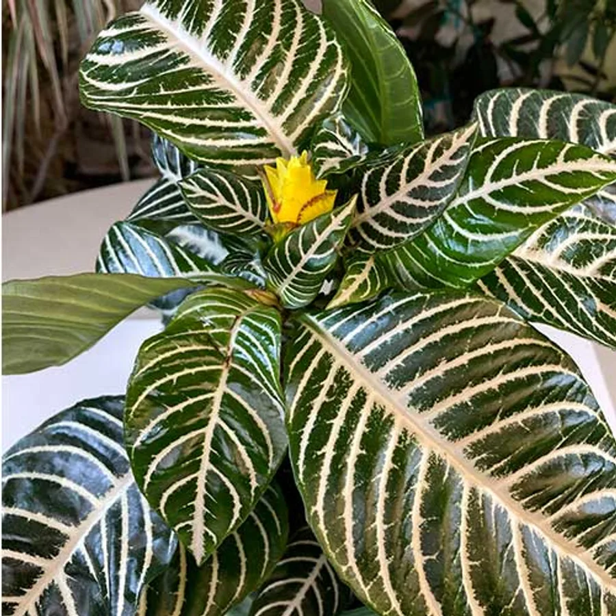 Aphelandra