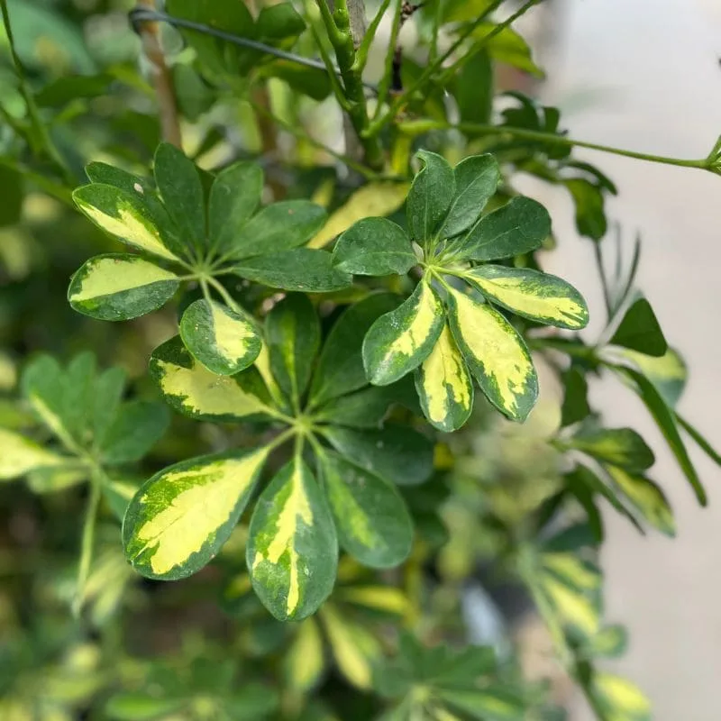 Aralia chica