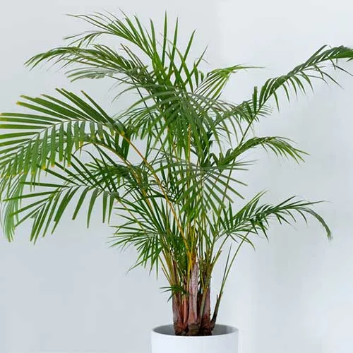 Areca