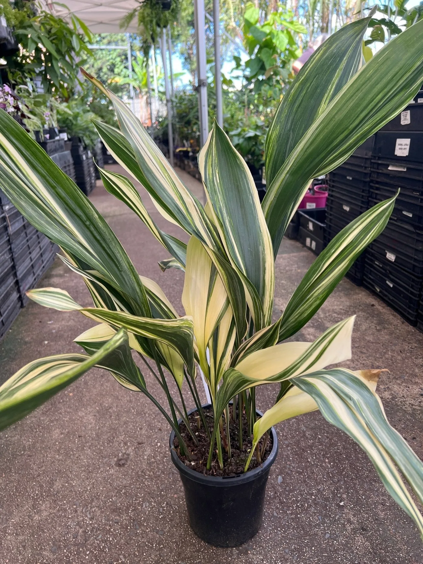 Aspidistra variegada