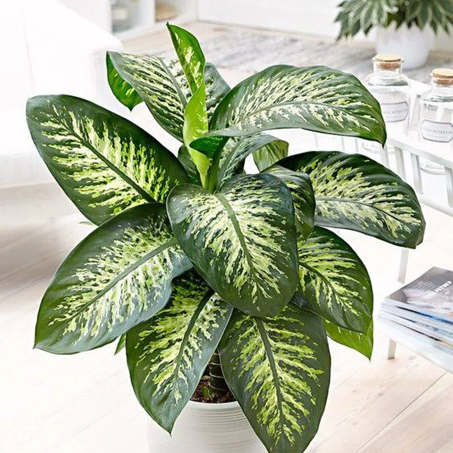 Dieffenbachia