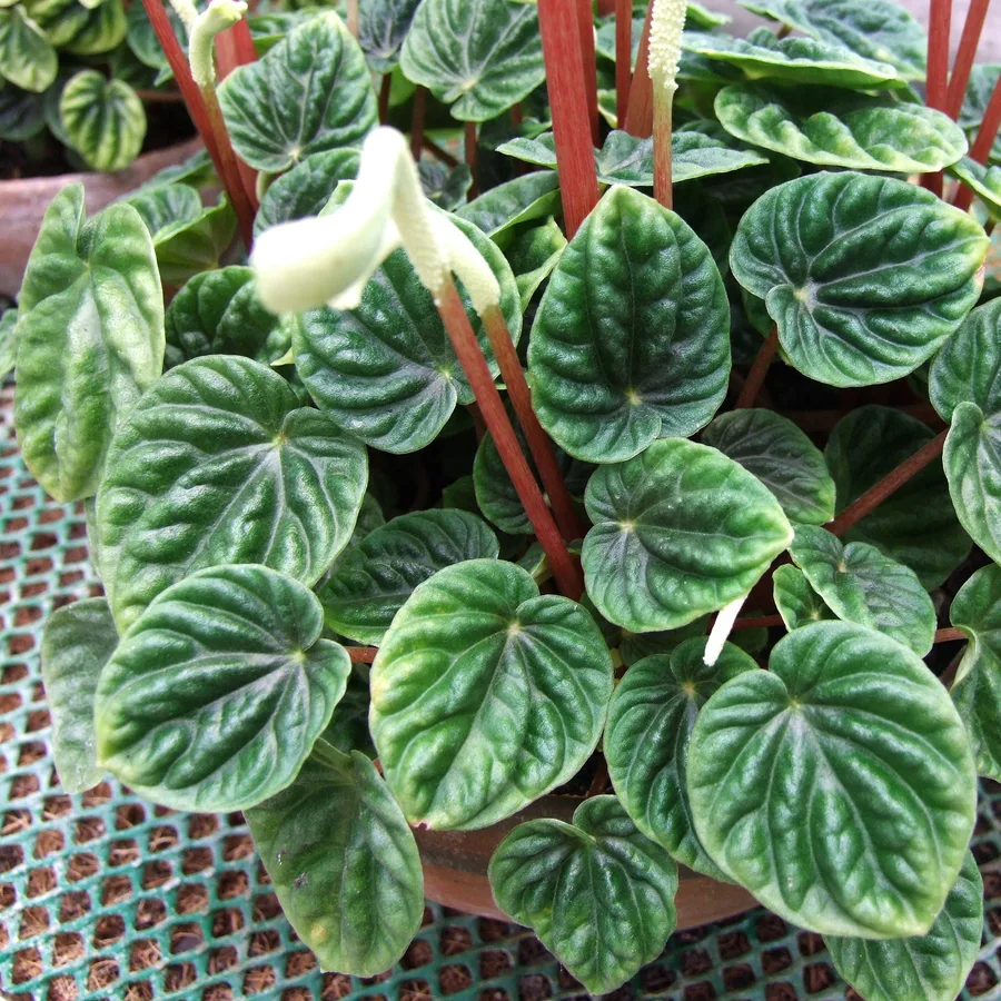 Peperomias