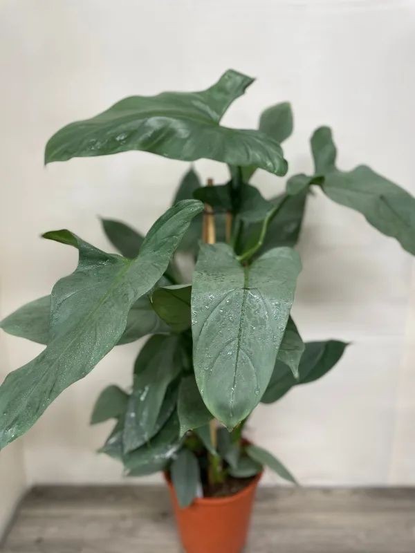Philodendro grey