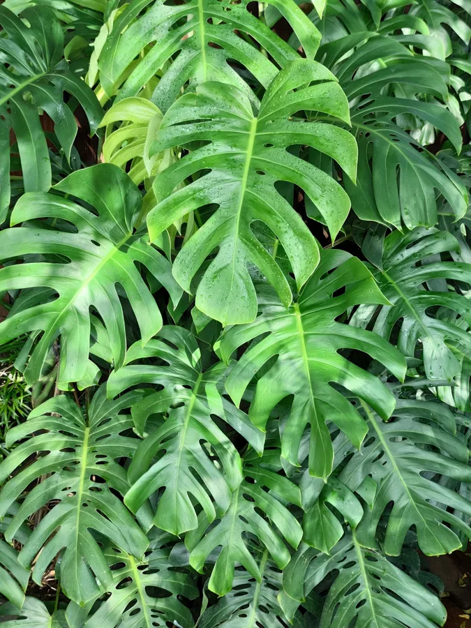 Philodendro Monstera deliciosa