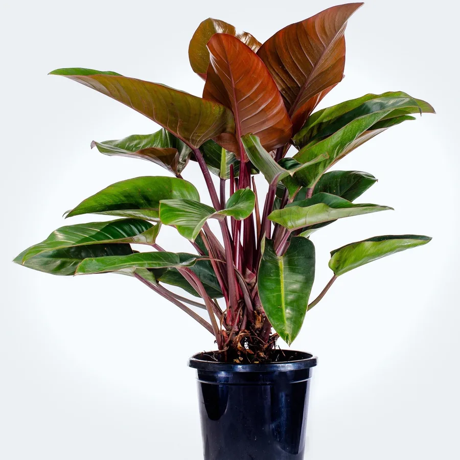Philodendro red