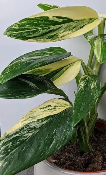 Philodendro stanleyana
